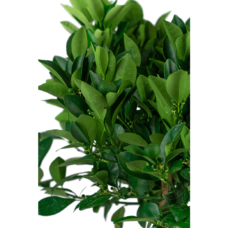 Citrus Sinensis