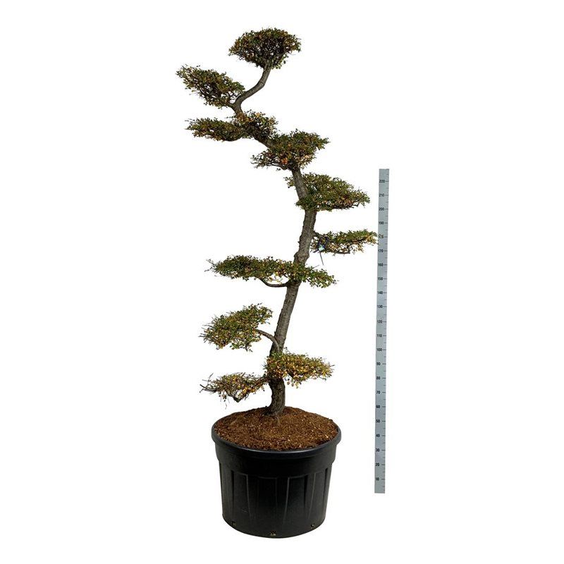 Nothofagus antarctica - bonsai