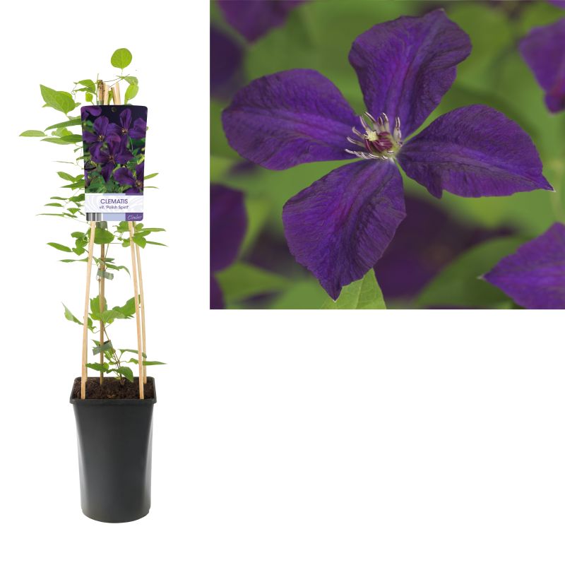 Clematis vit. 'Polish Spirit'