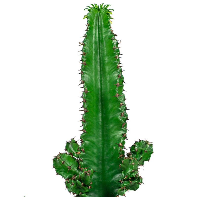 Euphorbia Eritrea