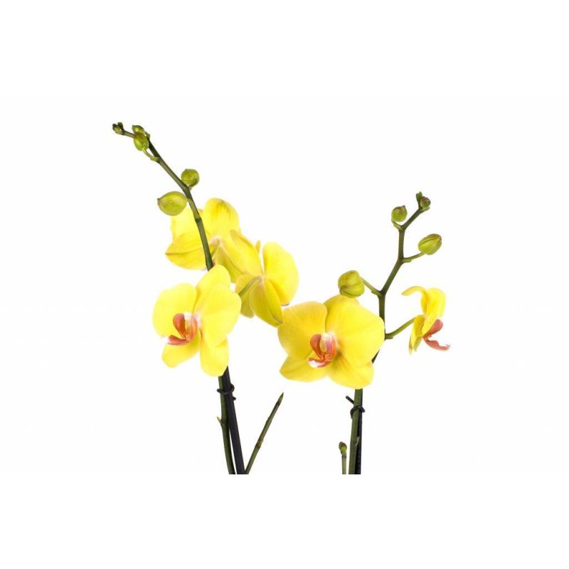 Phalaenopsis geel
