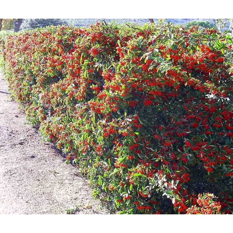 Pyracantha 'Mohave'