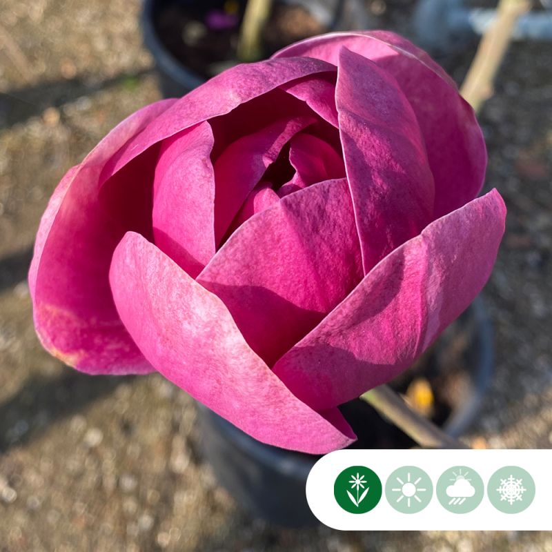 Magnolia Black Tulip
