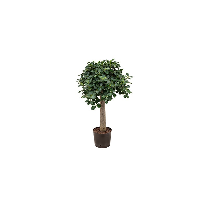 Ficus Panda