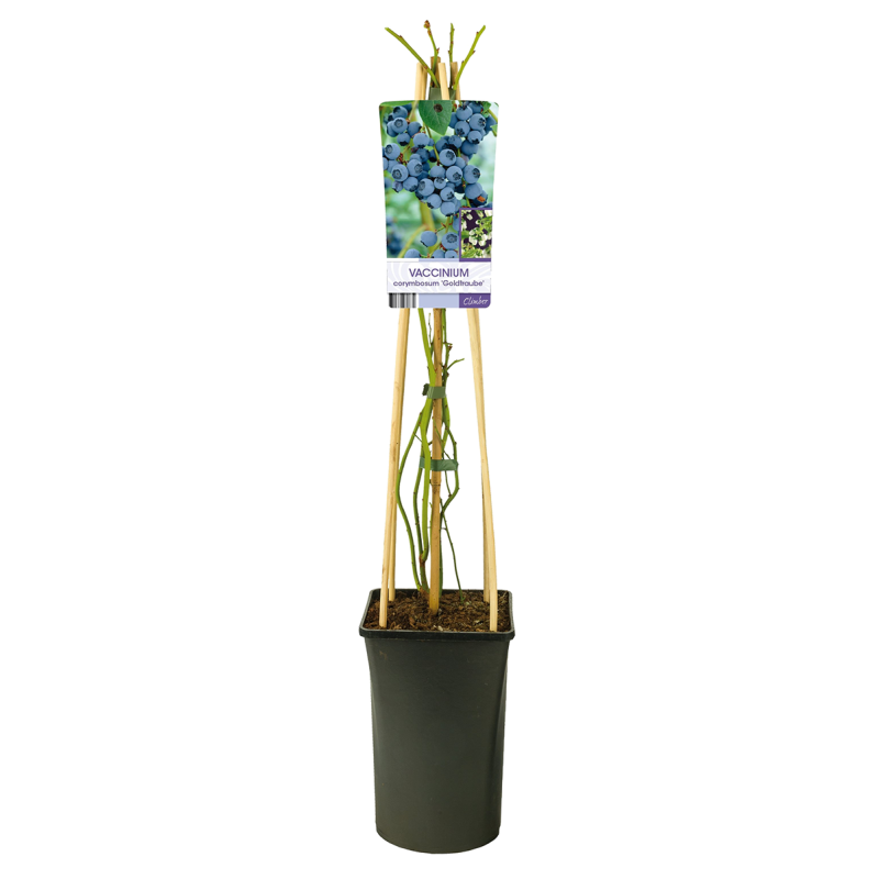 Vaccinium corymbosum 'Goldtraube'