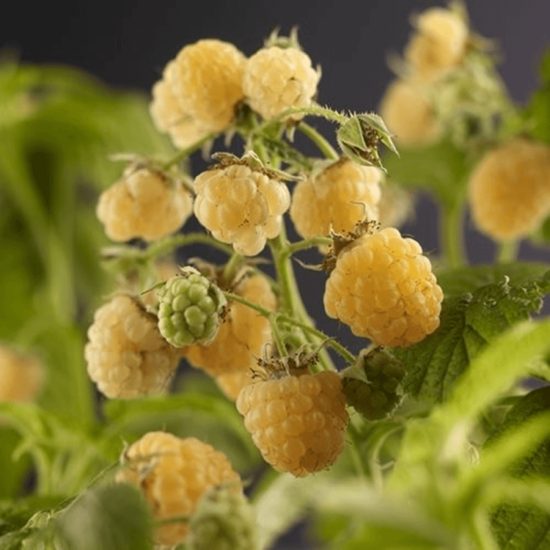 Rubus idaeus 'Fallgold'