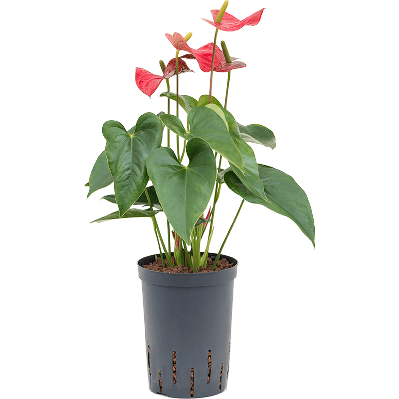 Anthurium Sierra