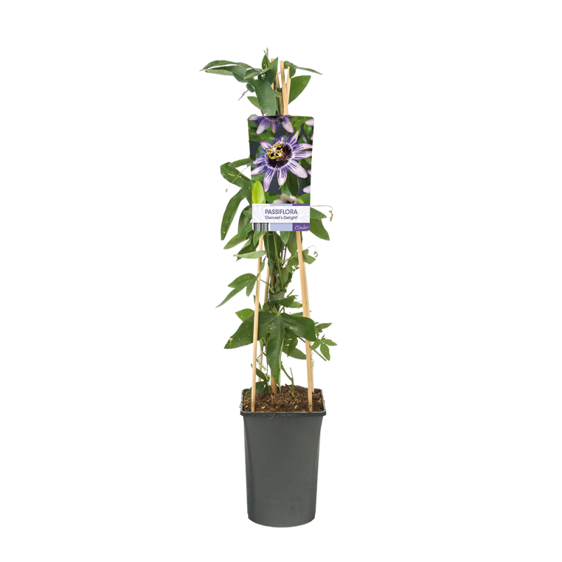 Passiflora 'Damsel's Delight'
