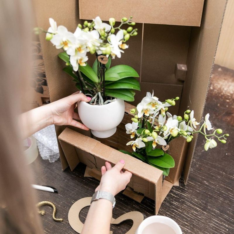 Planten duo Scandinavisch roze