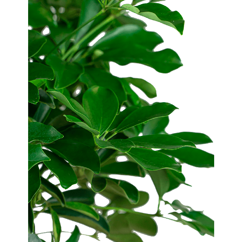 Schefflera Arboricola gevlochten stam 