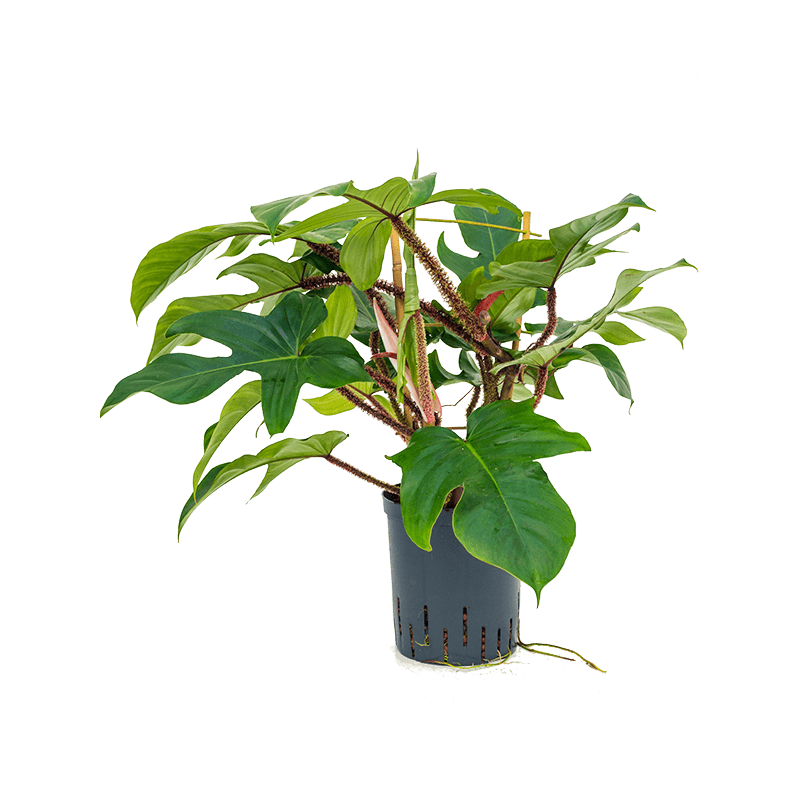 Philodendron Pedatum Red squamiferum 