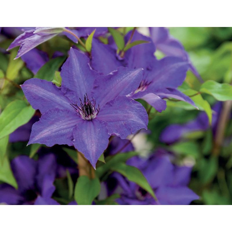 Clematis Viva La Vida