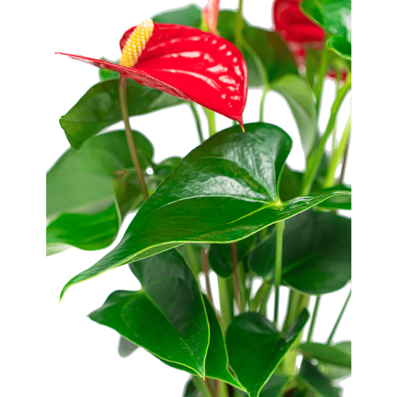 Anthurium rood in Vera pot