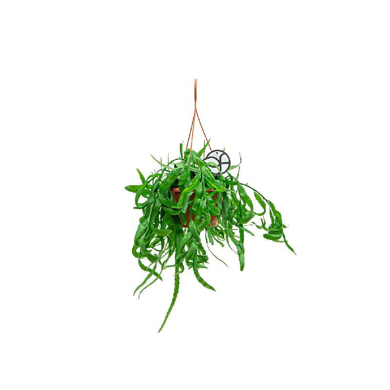Rhipsalis Ramaloris