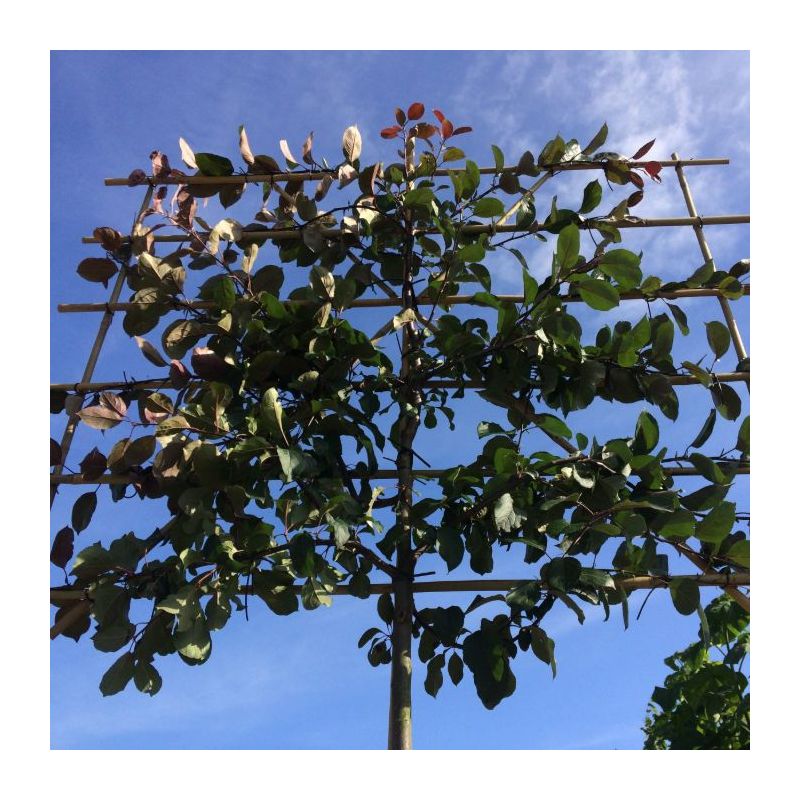 Malus Mokum - leiboom