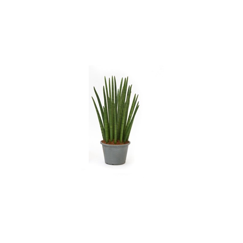 Sansevieria Cylindrica