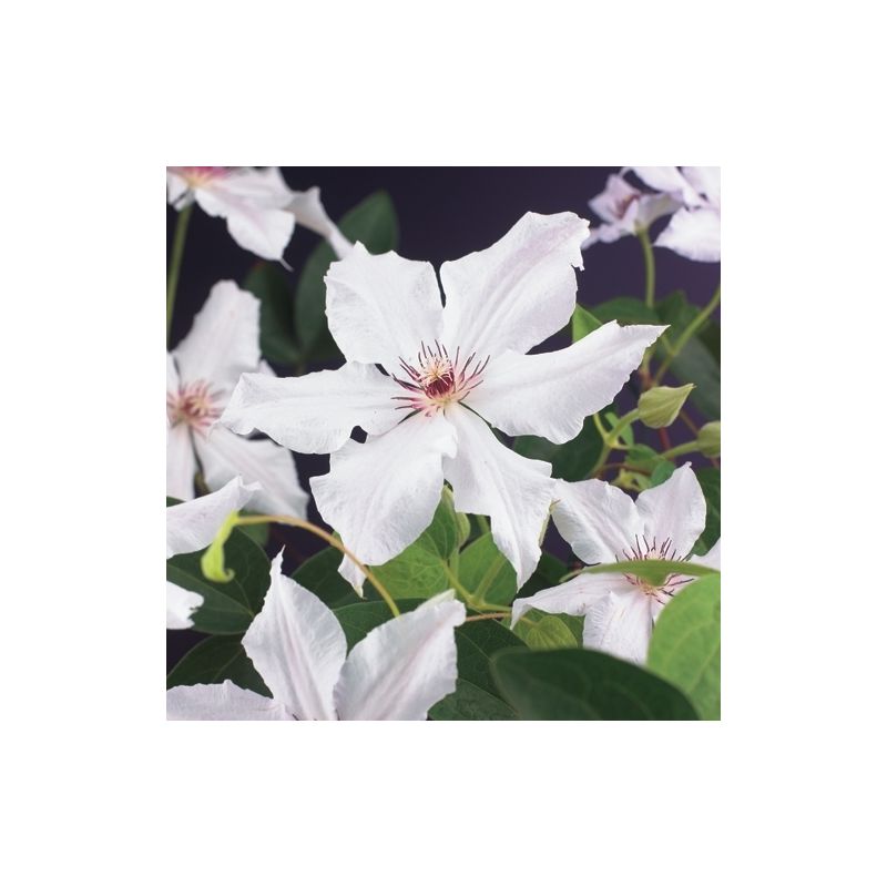 Clematis Snow Queen