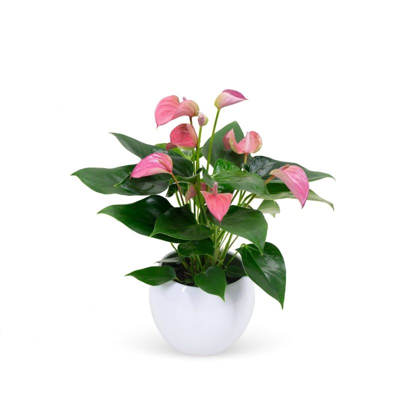 Anthurium roze in Vera pot