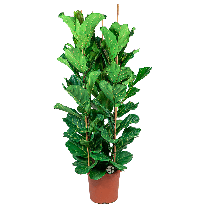 Ficus Lyrata toef XL