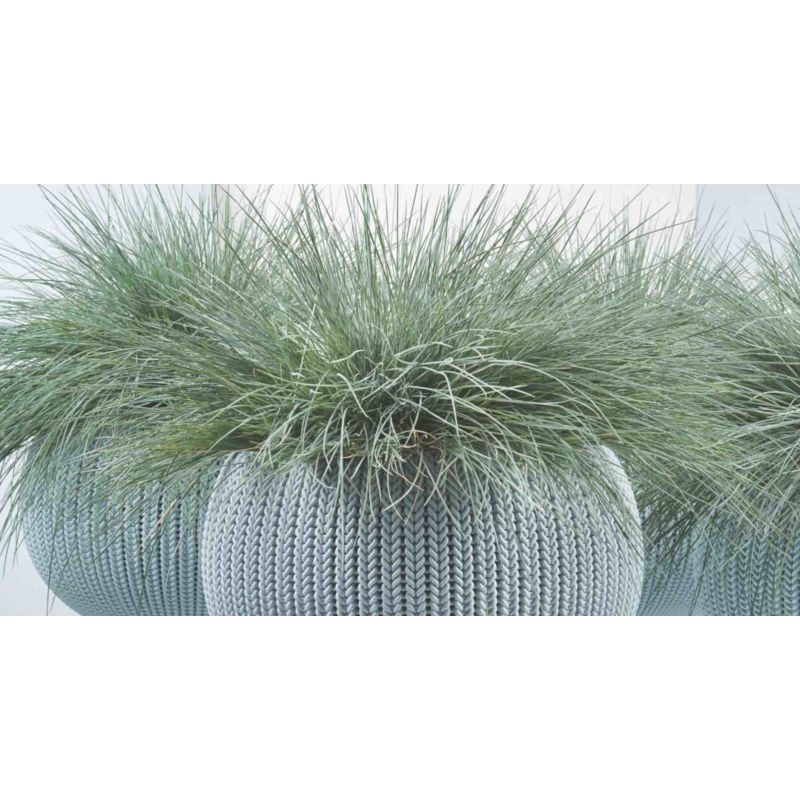 Festuca glauca 'Intense Blue'