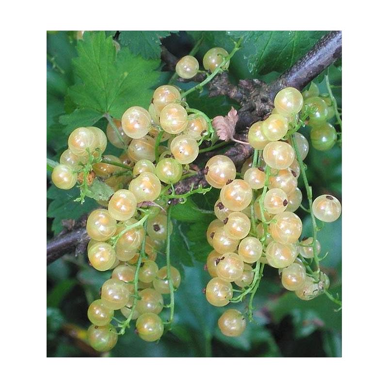 Ribes rubrum 'White Pearl'