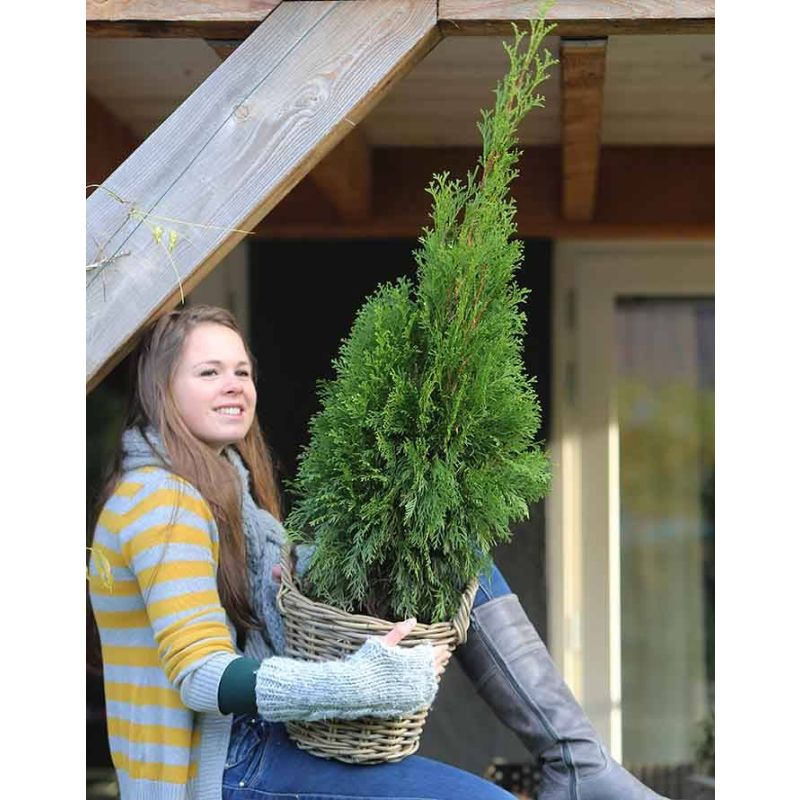Thuja occidentalis 'Brabant'