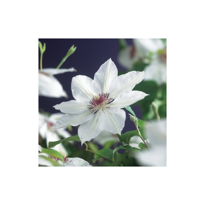 Clematis patens 'Miss Bateman'