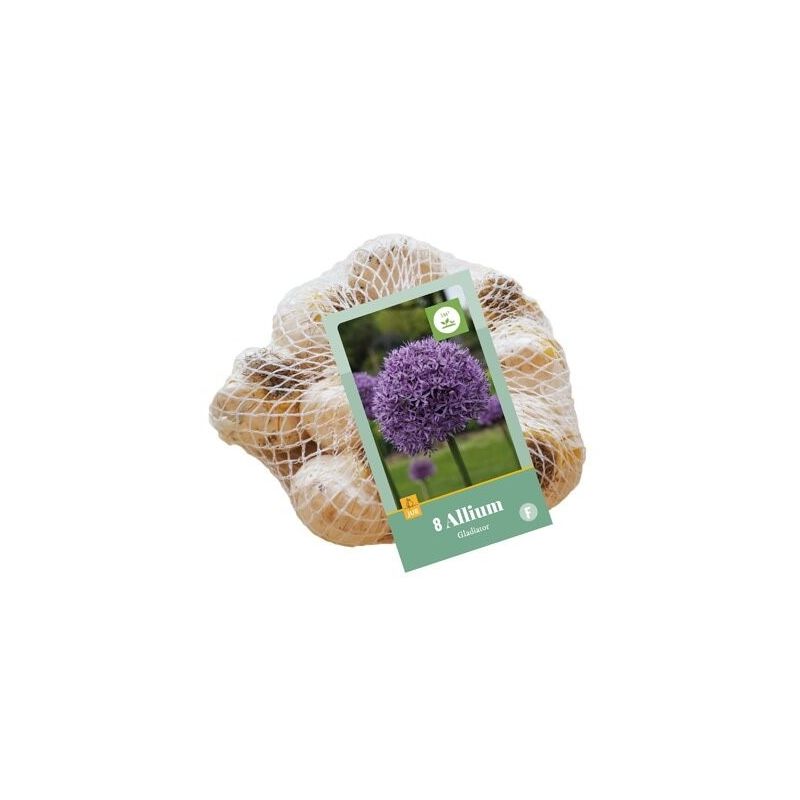 Allium Gladiator - 8 stuks