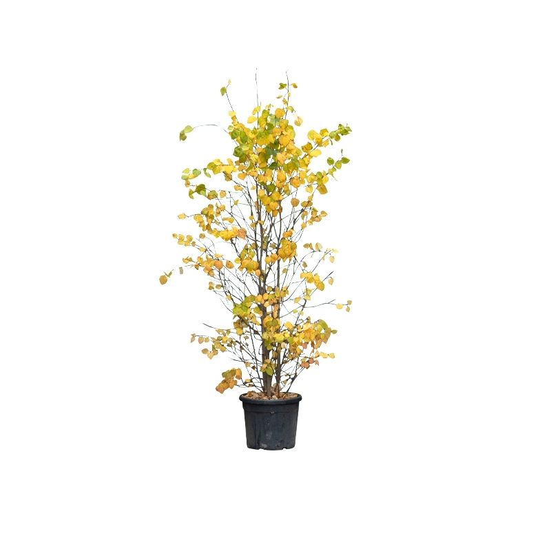 Cercidiphyllum japonicum meerstammig