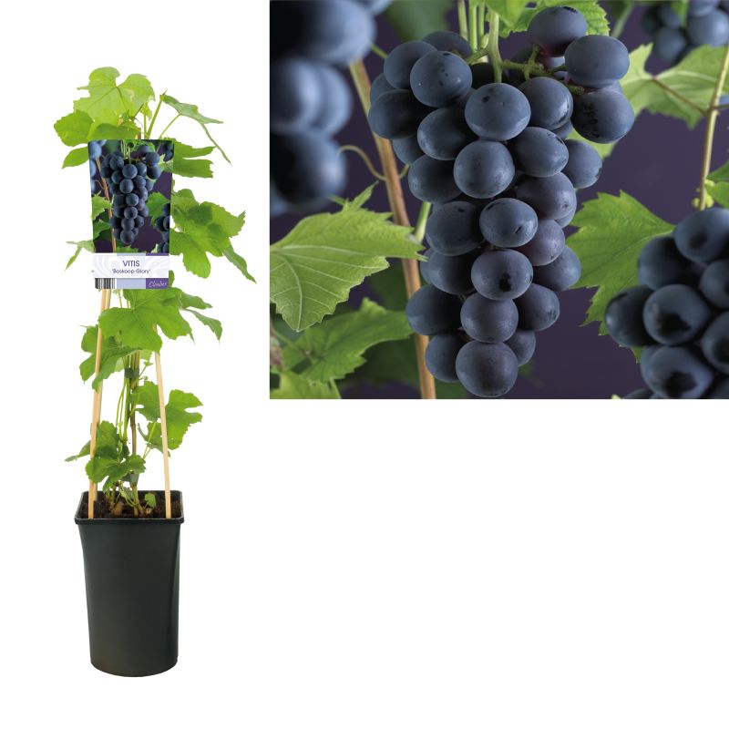 Vitis vinifera 'Boskoop Glory'