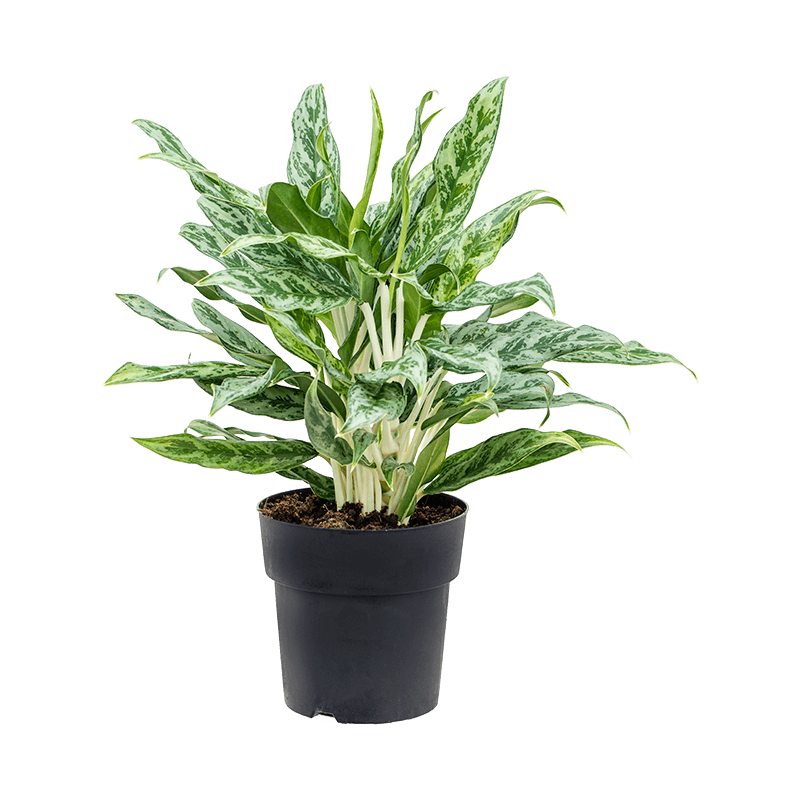 Aglaonema Greyhound