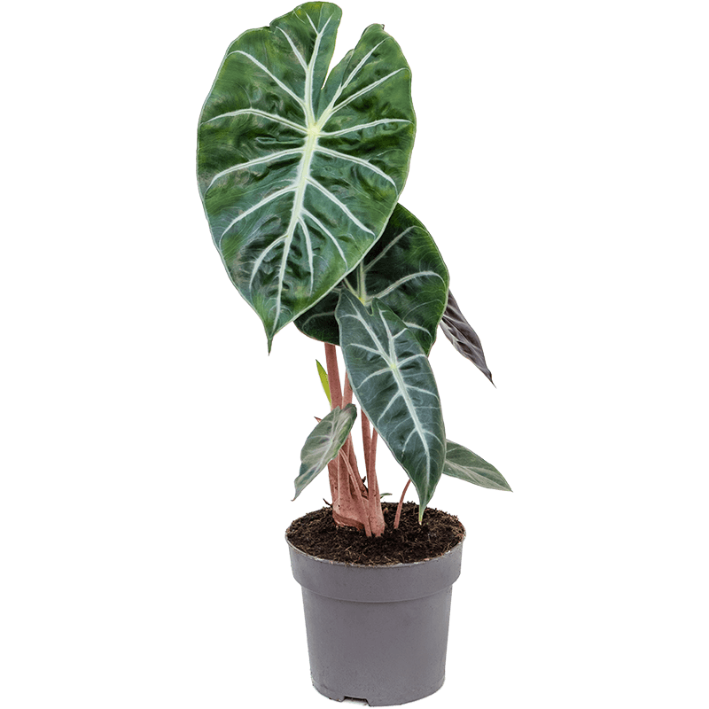 Alocasia Pink Dragon