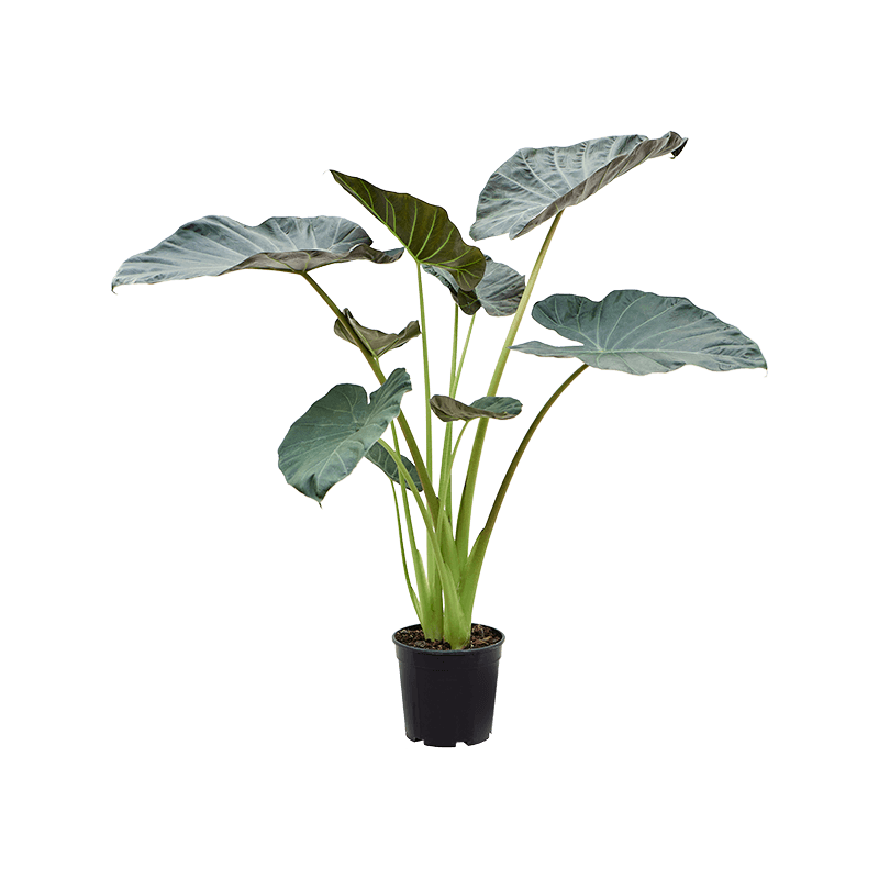 Alocasia Regal Shields