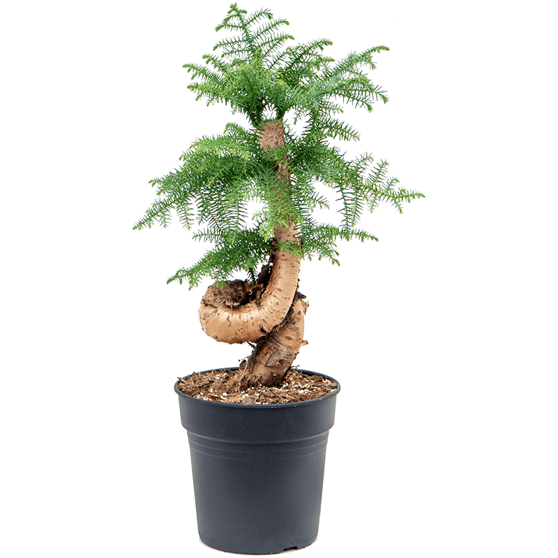 Araucaria cunninghamii