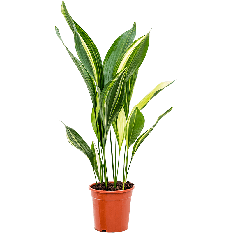Aspidistra Variegata