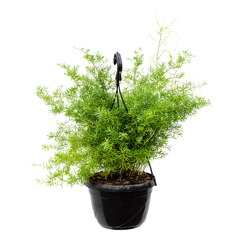 Asparagus sprengerii