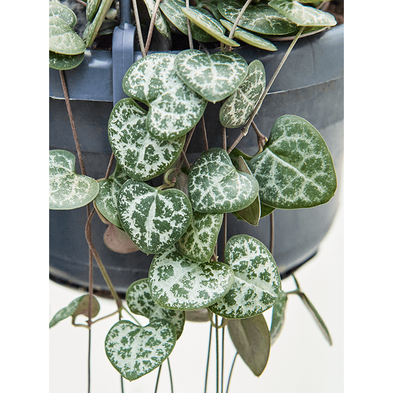 Ceropegia String of Hearts