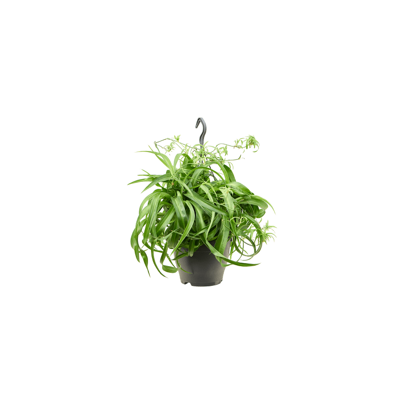 Chlorophytum Comosum Green Bonnie