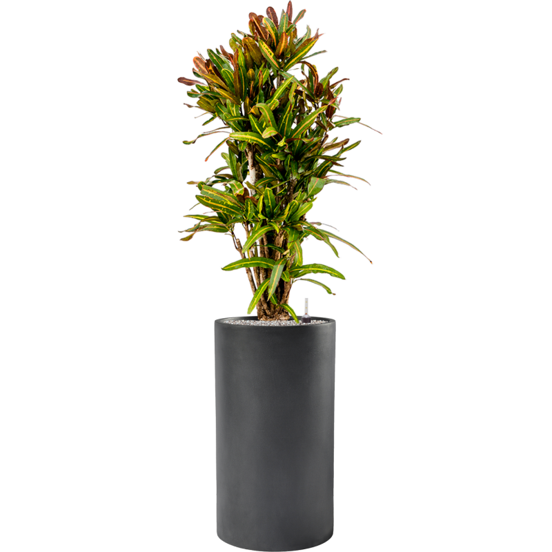 Croton Mammi