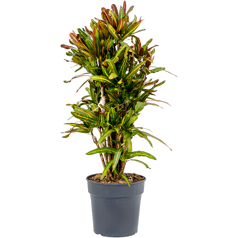 Croton Mammi