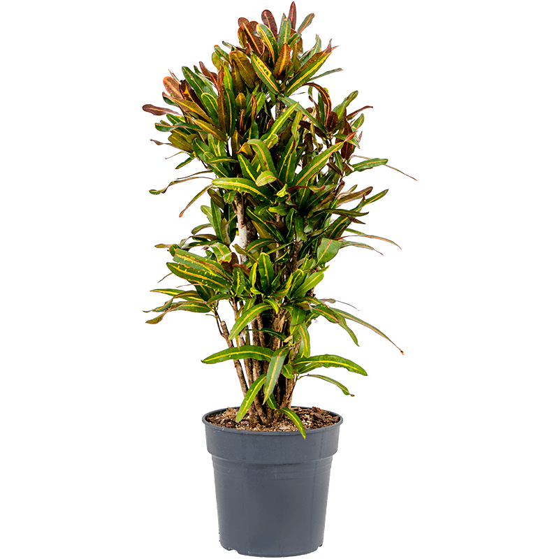 Croton Variegatum Mammi