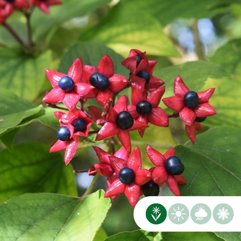 Clerodendrum trichotomum - meerstammig