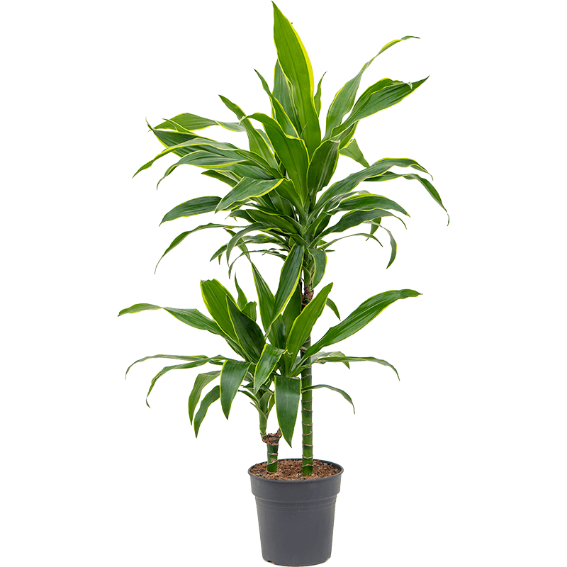 Dracaena Arturo 2-stam