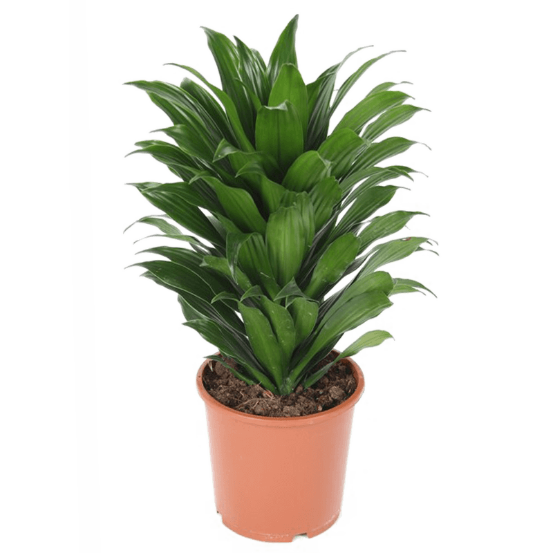Dracaena Compacta