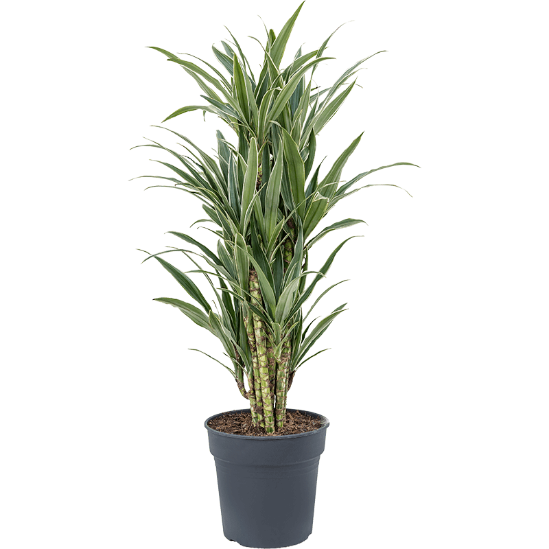 Dracaena Deremensis Warneckei vertakt