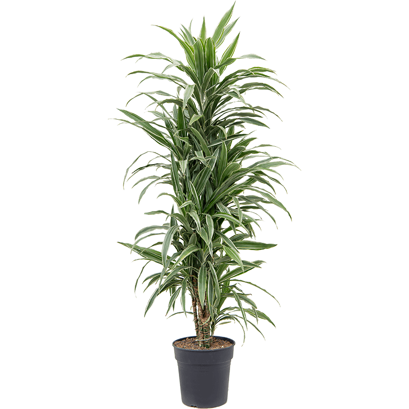 Dracaena Deremensis Warneckei vertakt