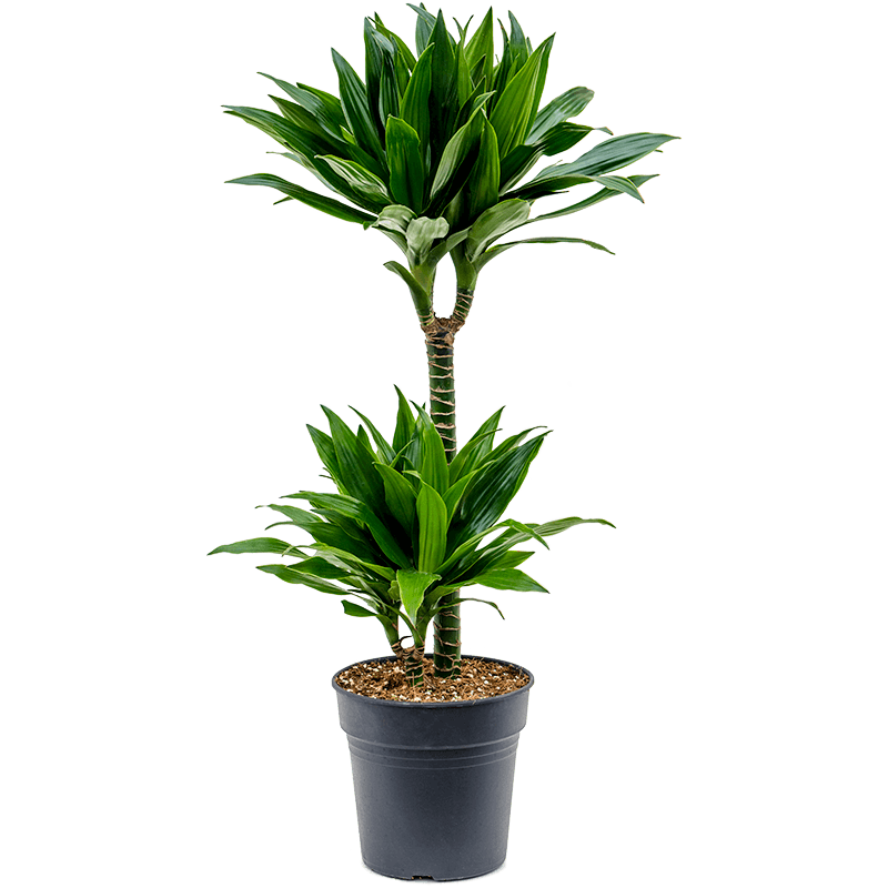 Dracaena Green Jewel 2-stam