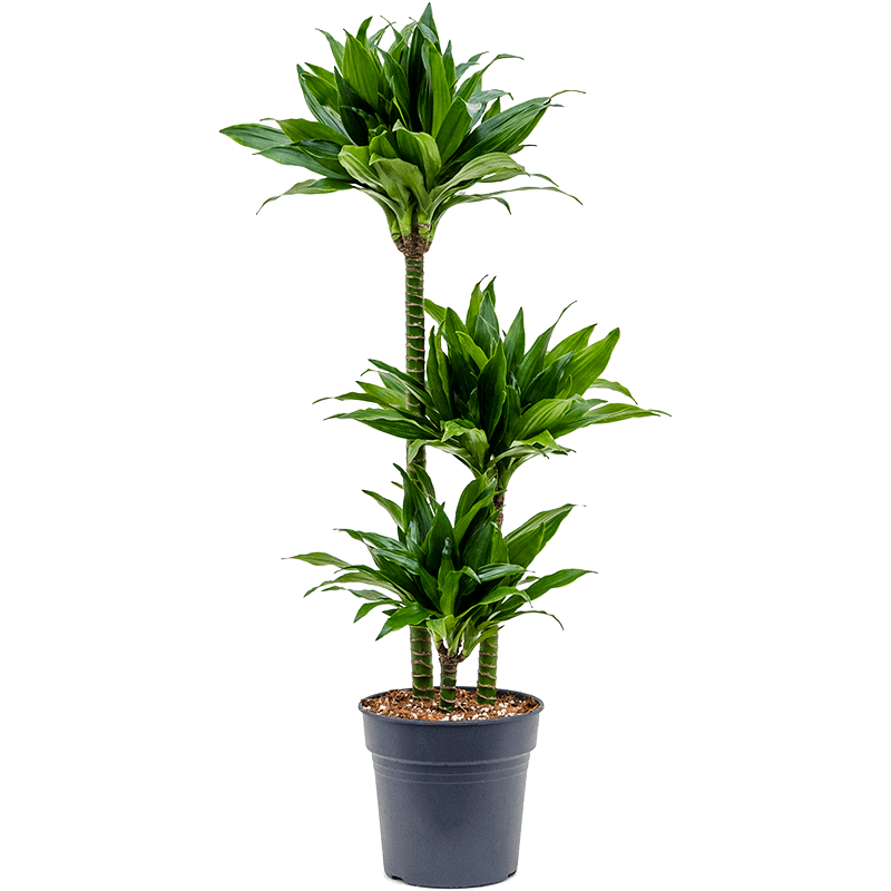 Dracaena Green Jewel 3-stam