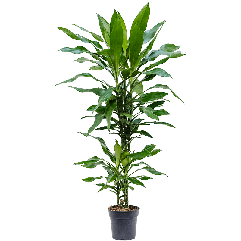 Dracaena Burundii 2-stam