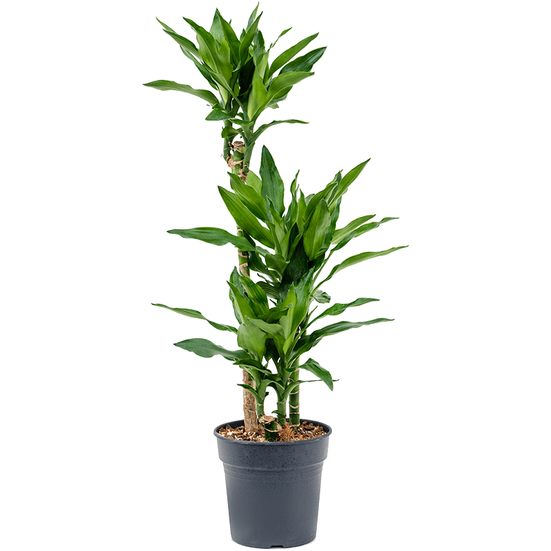 Dracaena Burundii 3-stam